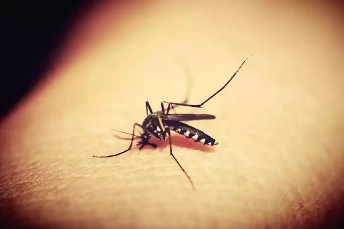 Anvisa aprova 1ª vacina contra a dengue de uso amplo no Brasil