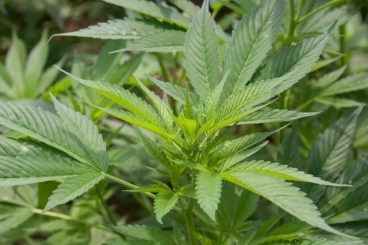 Diretor da Anvisa, favorável à legalização da maconha, renuncia