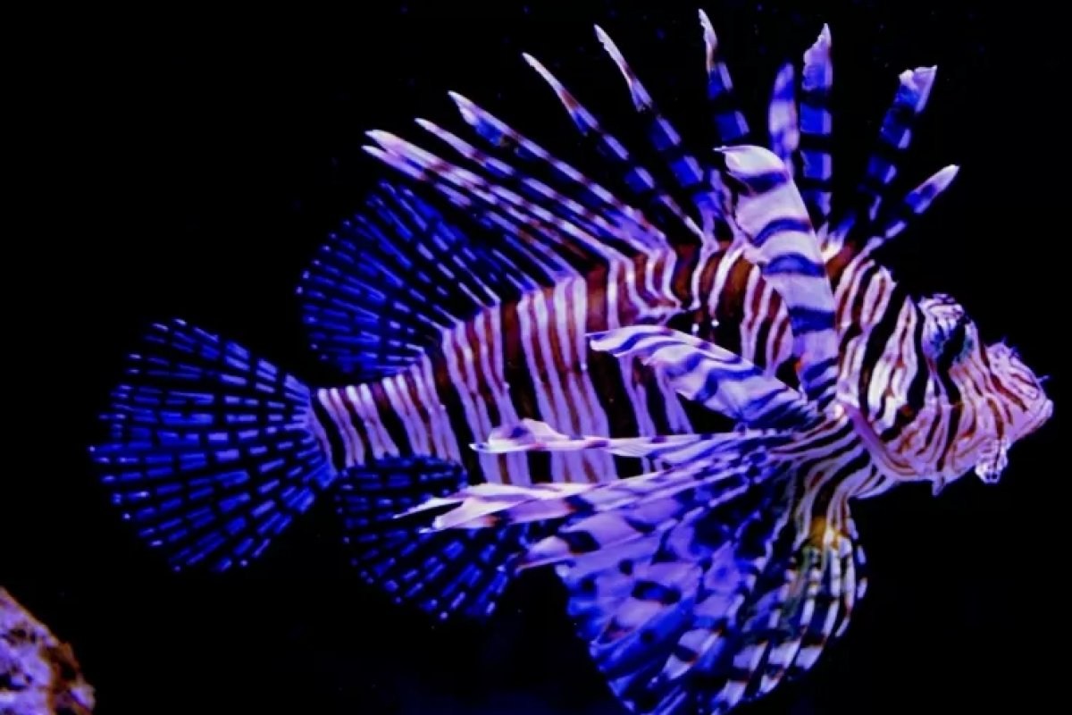 Peixe-leão avança para o Nordeste, aponta especialistas