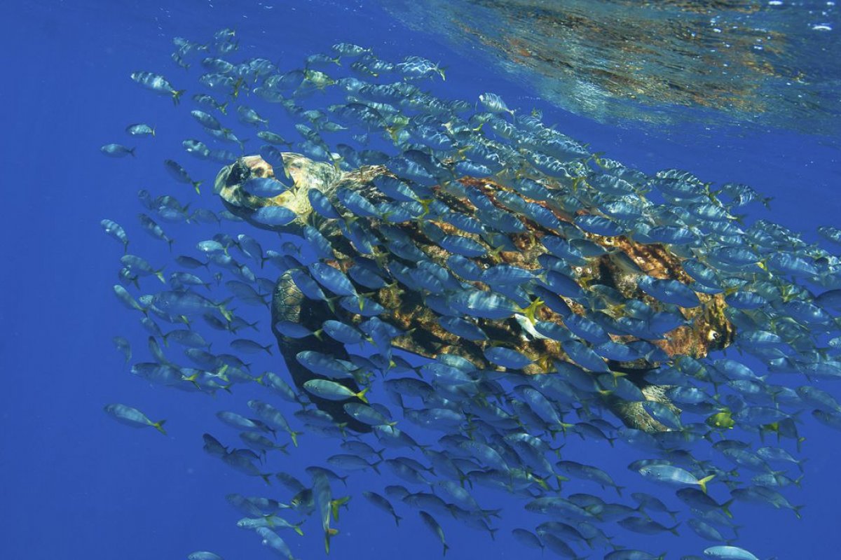 ONU fecha de pacto global para proteção da biodiversidade marinha