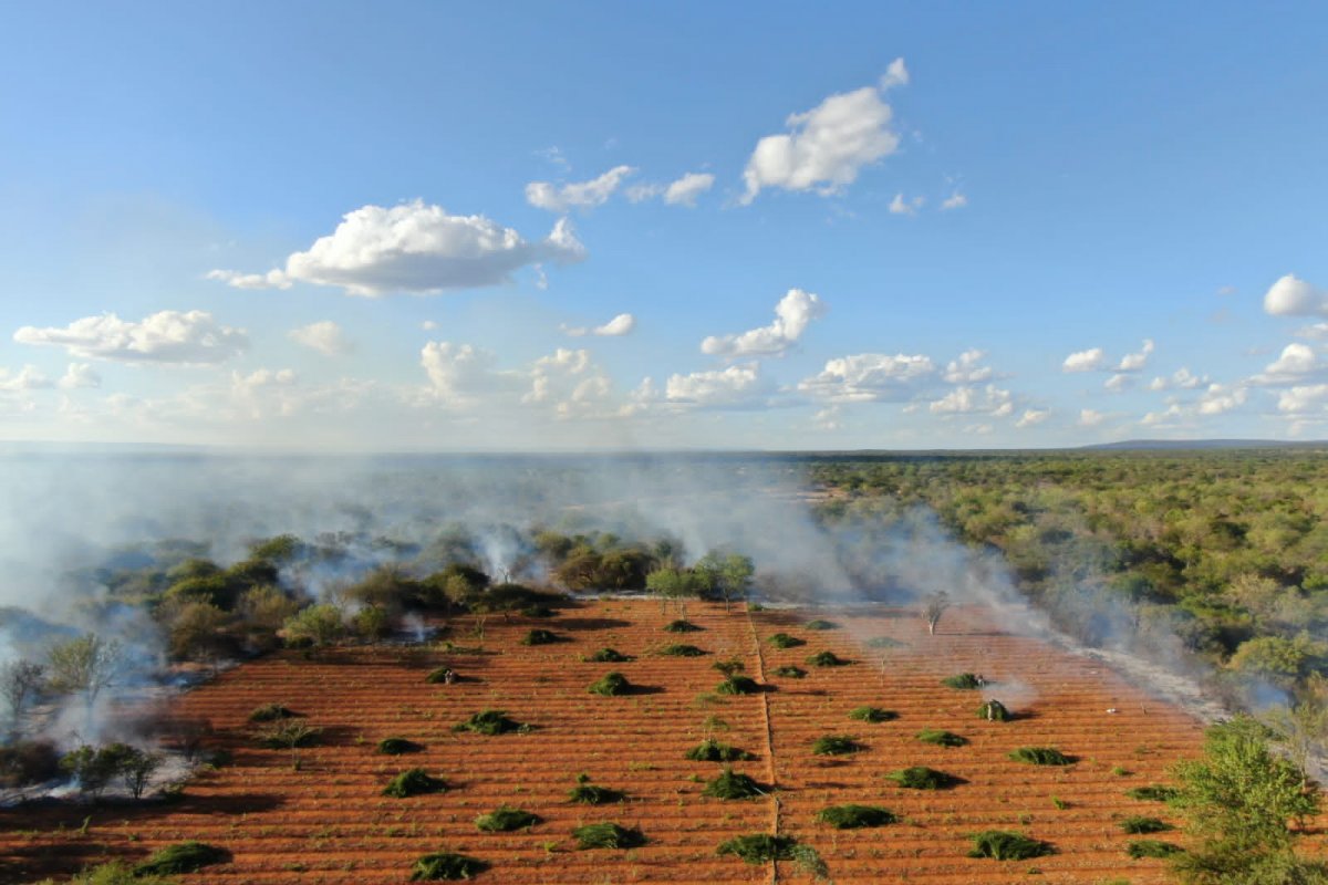 PM erradica mais de 36 mil pés de maconha no norte da Bahia