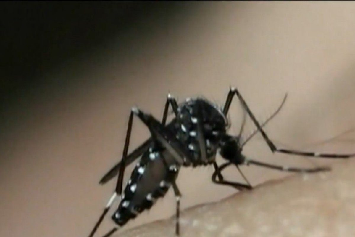 Incidência de dengue aumenta 66% na Bahia, com 7 mil casos registrados só em 2023