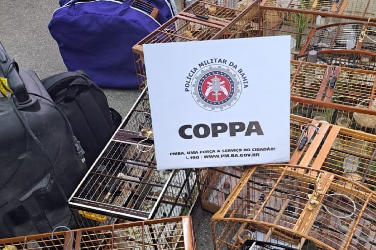 Treze pássaros usados em rinha são resgatados pela Coppa em Salvador