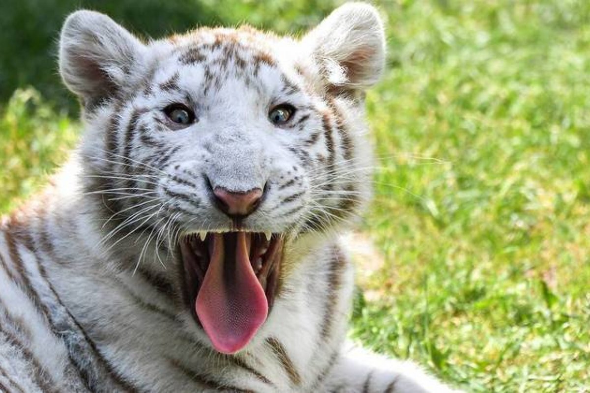 Filhote de tigre branco é encontrado na rua na Grécia