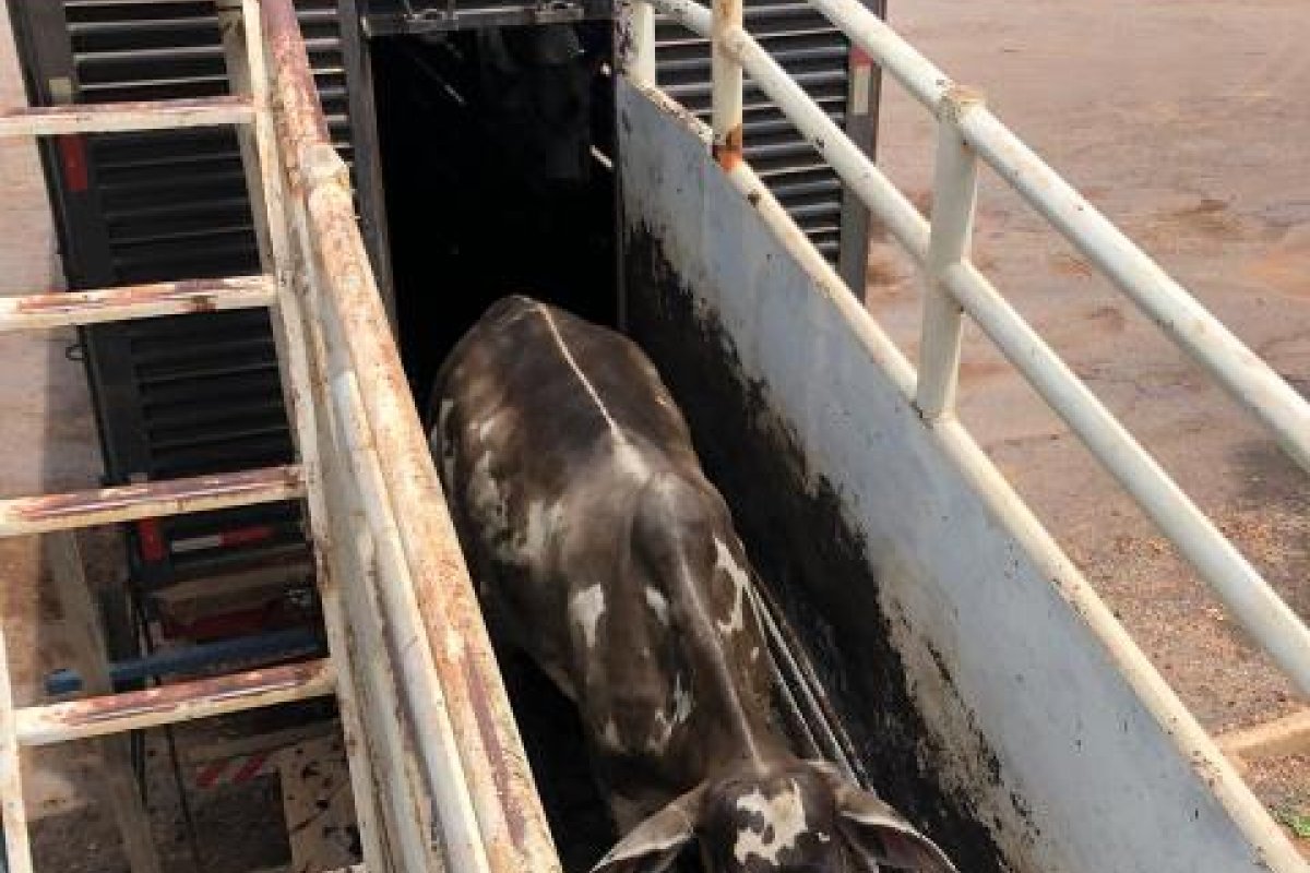 Carreta é apreendida com 60 animais sem documentação sanitária