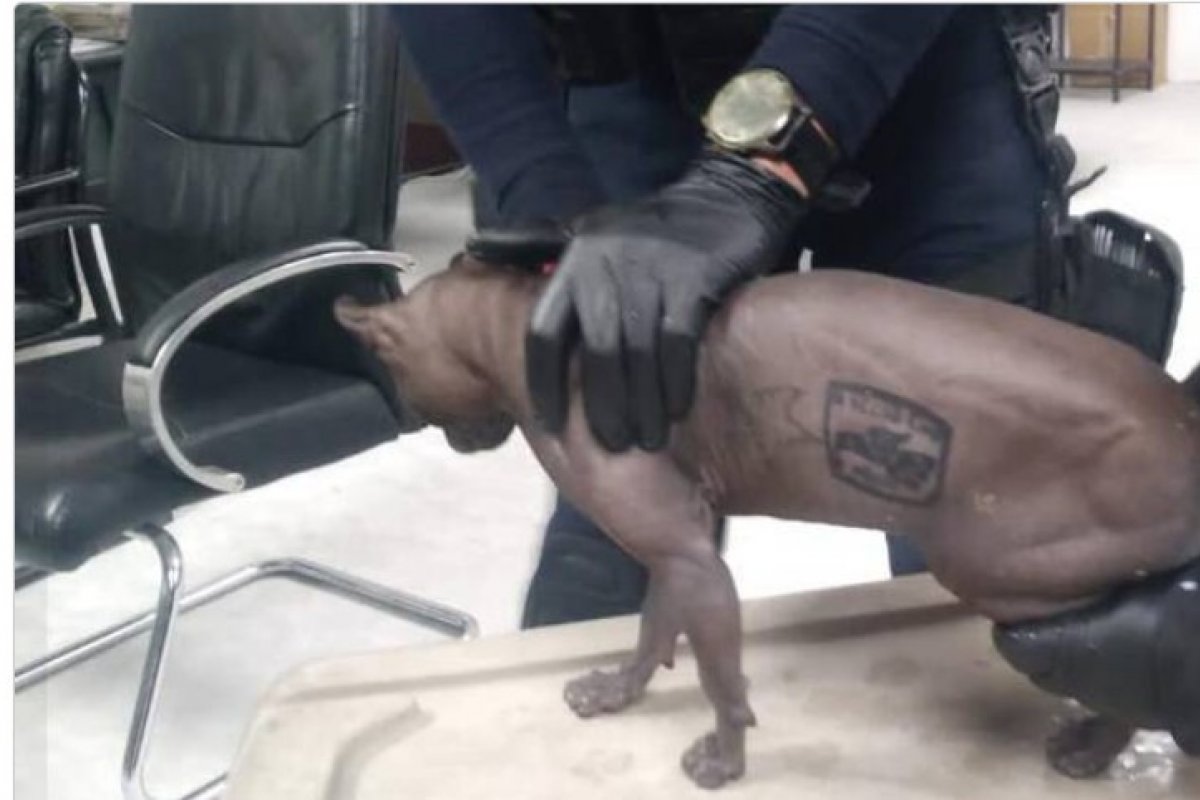 Família americana adota gato tatuado que foi resgatado de presídio