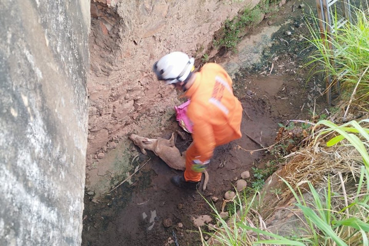 Bombeiros resgatam cachorro de dentro de canal de esgoto em Barreiras