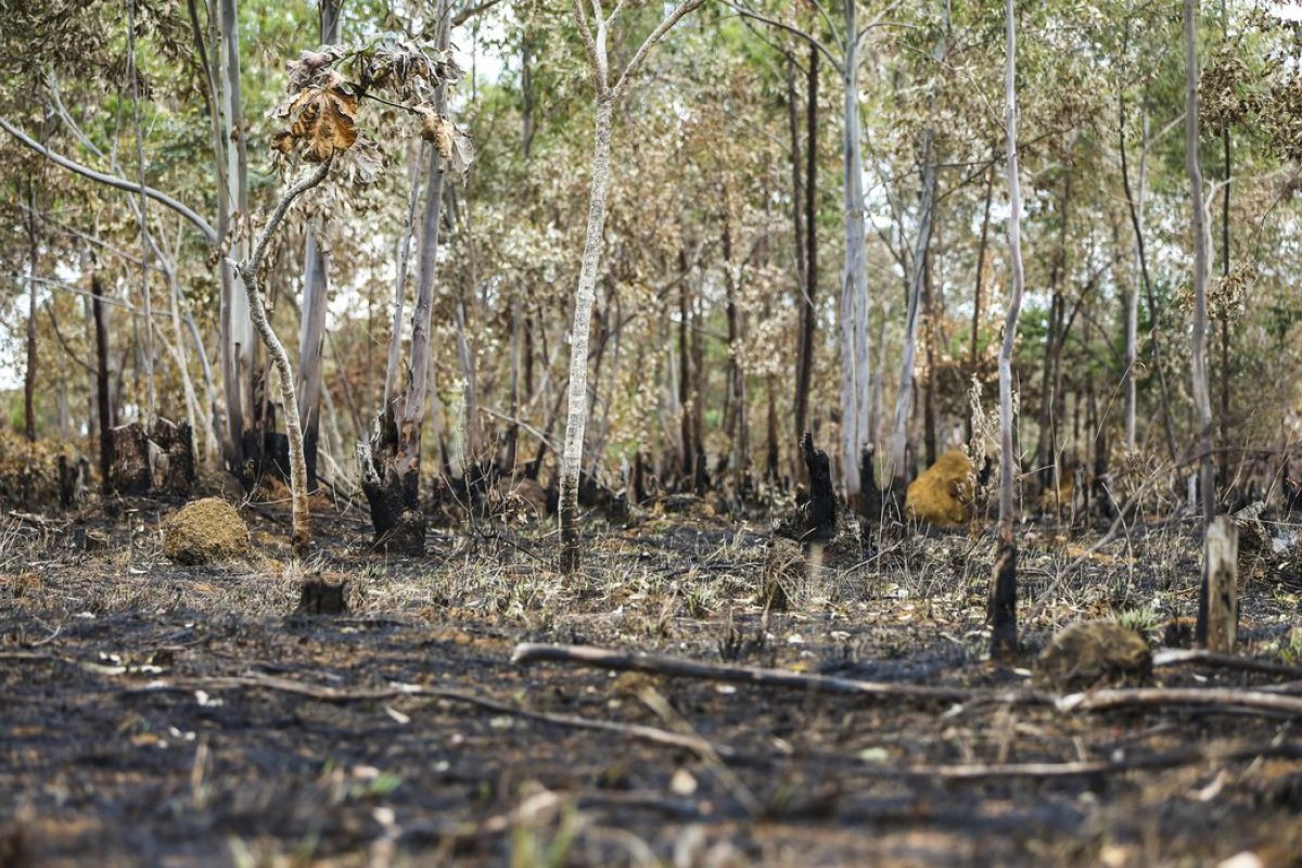 IPAM: Roraima foi o estado que mais queimou em fevereiro