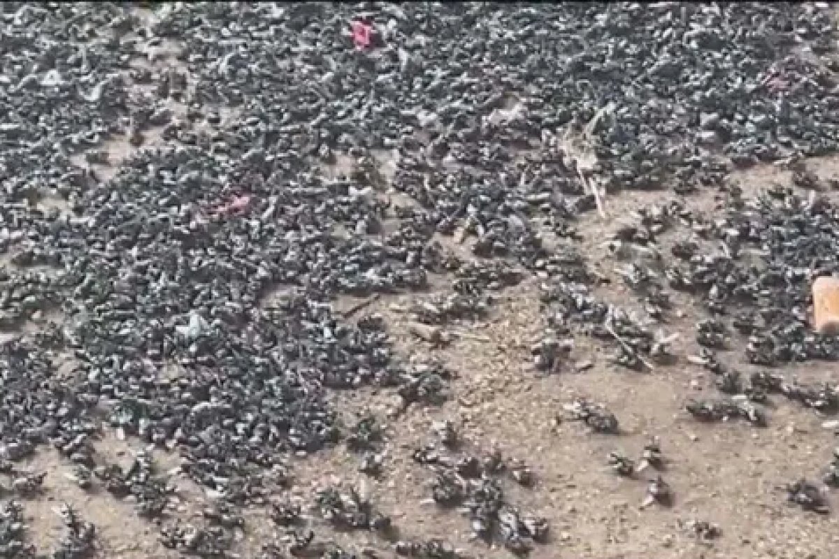 Infestação de moscas-varejeiras causa problemas em Vitória da Conquista (BA)