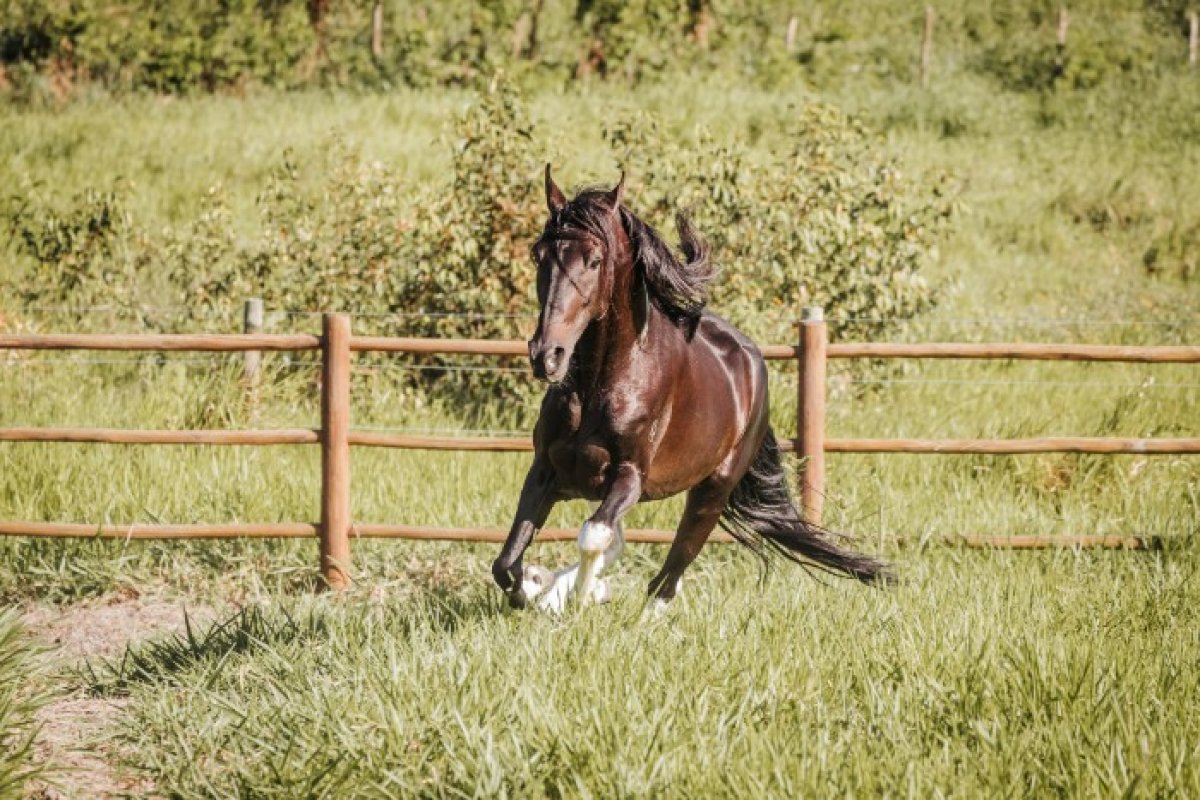 Santo Amaro recebe 1ª Copa de Marcha do Alto da Boa Vista!