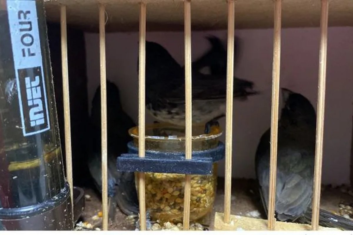 PRF resgata aves silvestres transportadas dentro de ônibus no sudoeste da Bahia