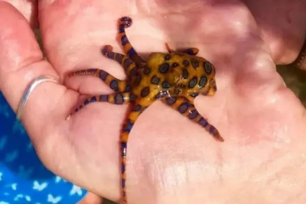 Mulher é mordida por polvo venenoso na Austrália
