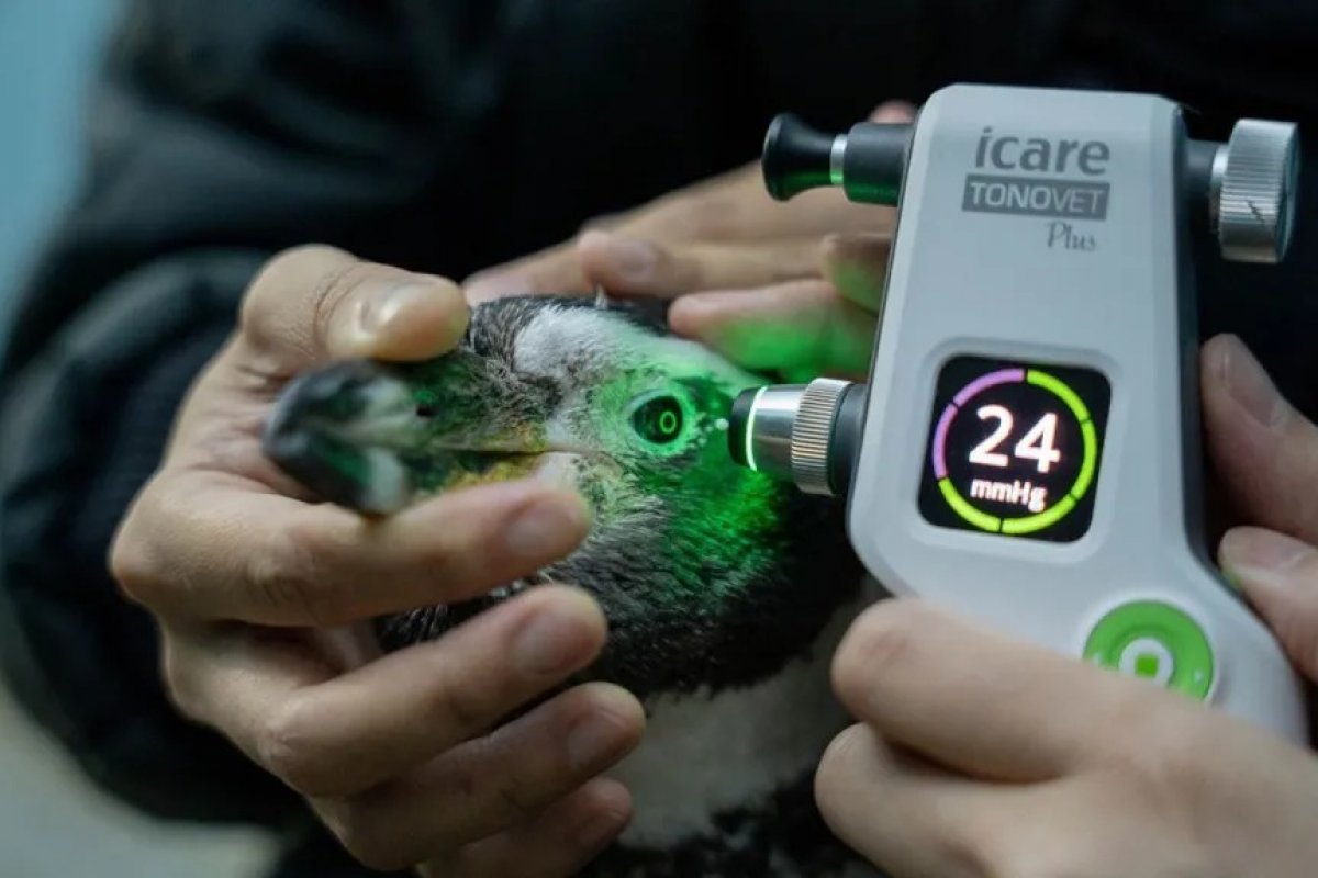 Pinguins-rei idosos recebem recebem lentes em cirurgia inédita para catarata