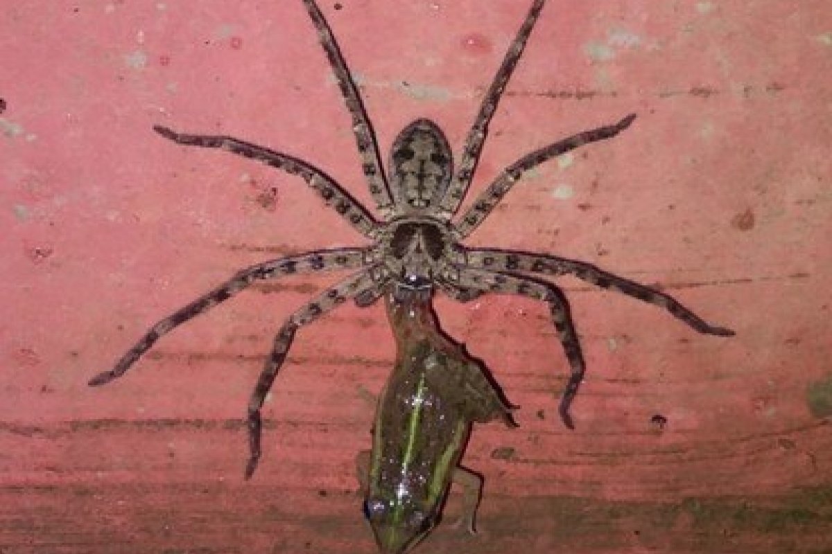 Nova espécie de aranha gigante e não venenosa é descoberta na Austrália