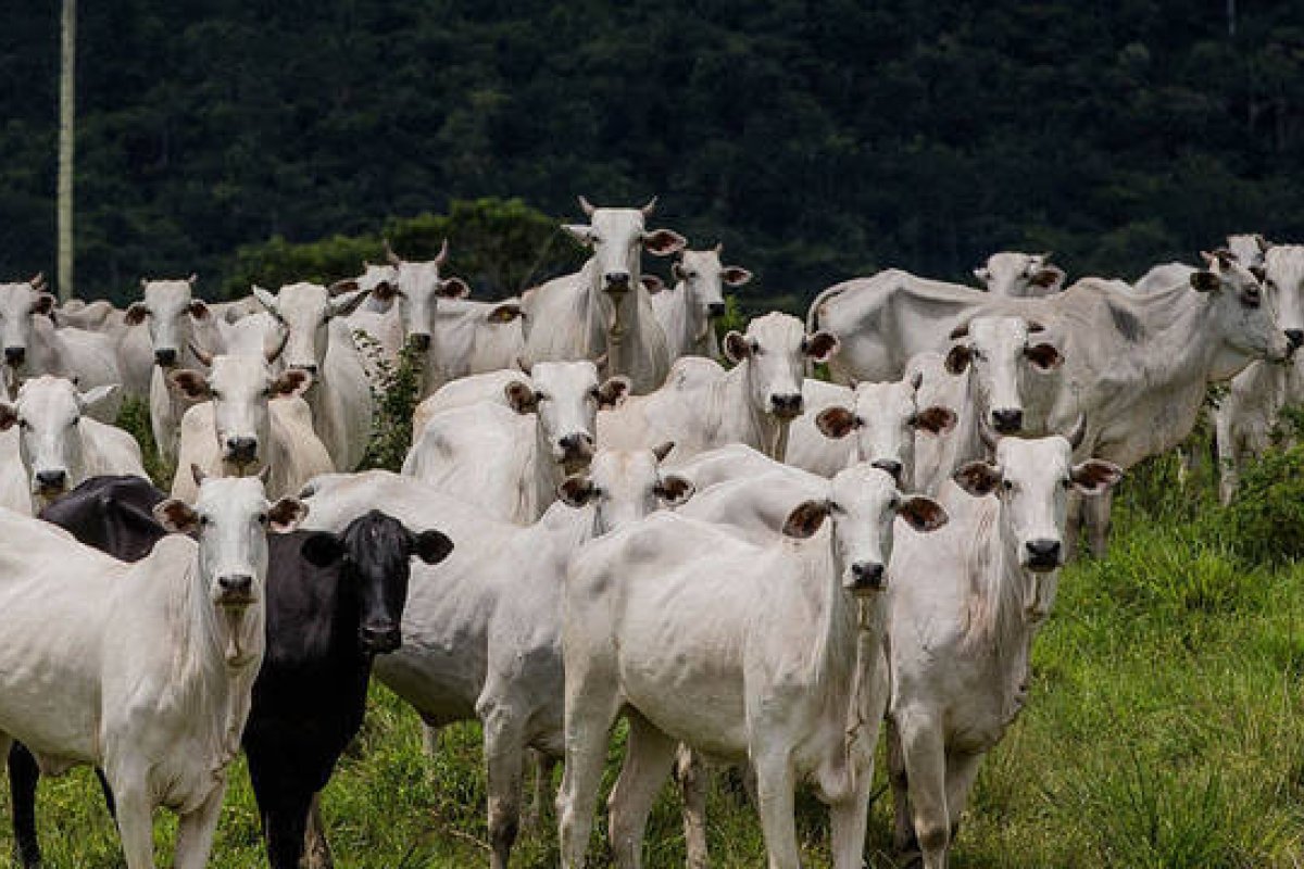 Setor agropecuário prevê faturamento de R$670 bilhões em 2020