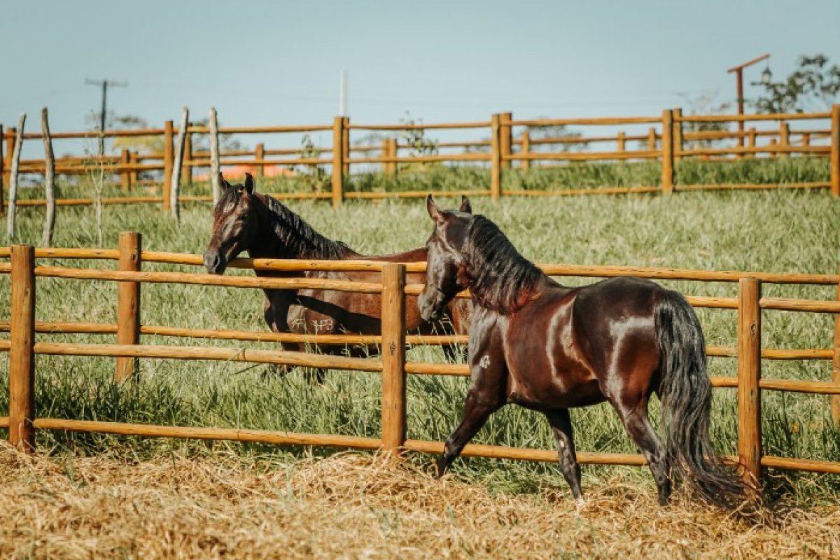 Busca por qualidade de vida aquece mercado de imóveis rurais na Bahia!