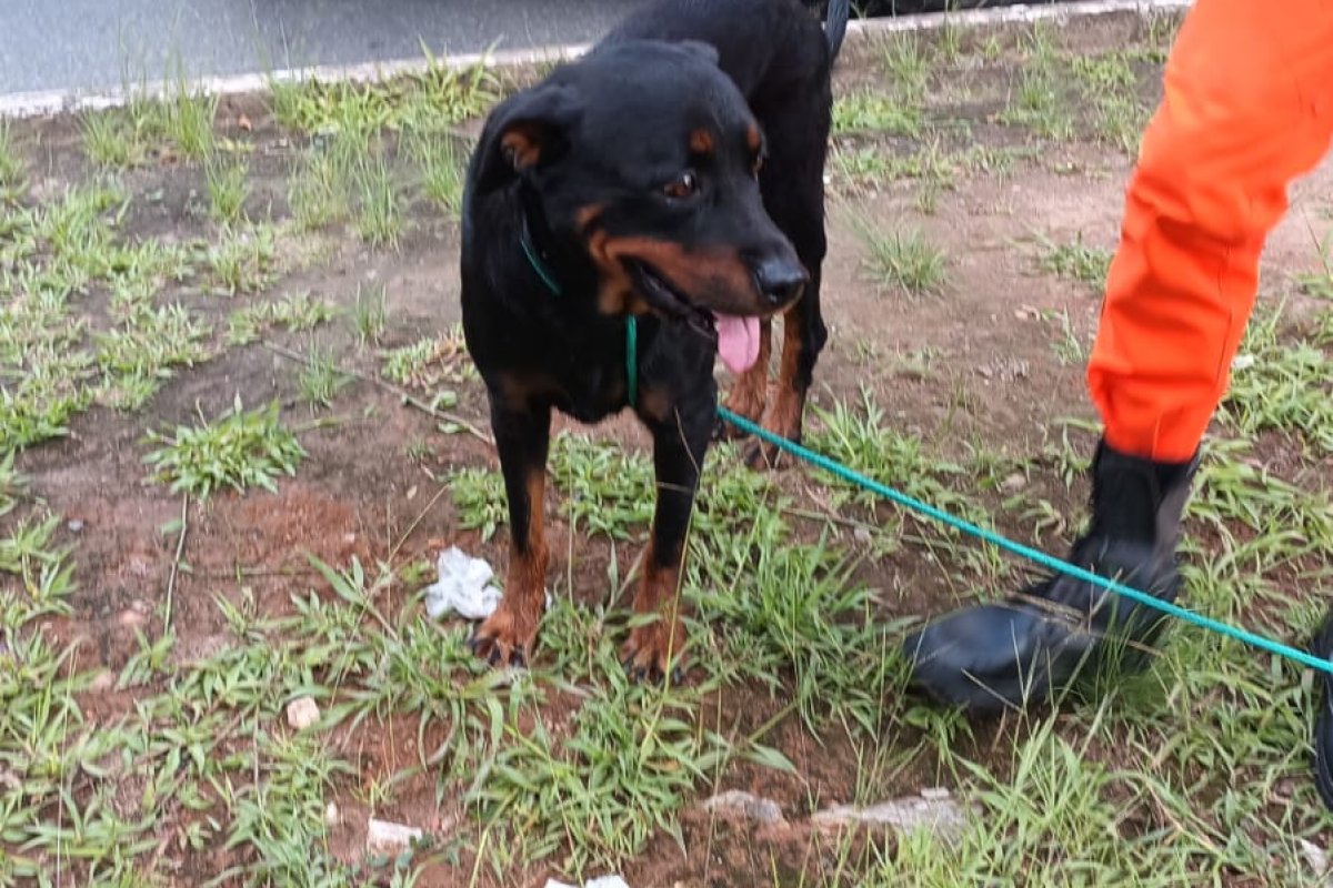 Cadela é resgatada um córrego na Avenida ACM
