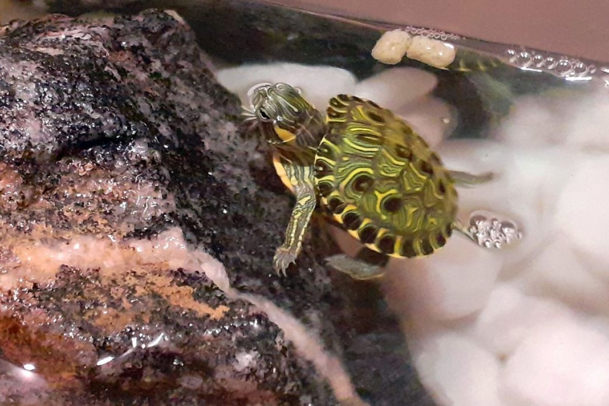 Mais de 100 animais nativos são considerados invasores no Brasil, diz pesquisa