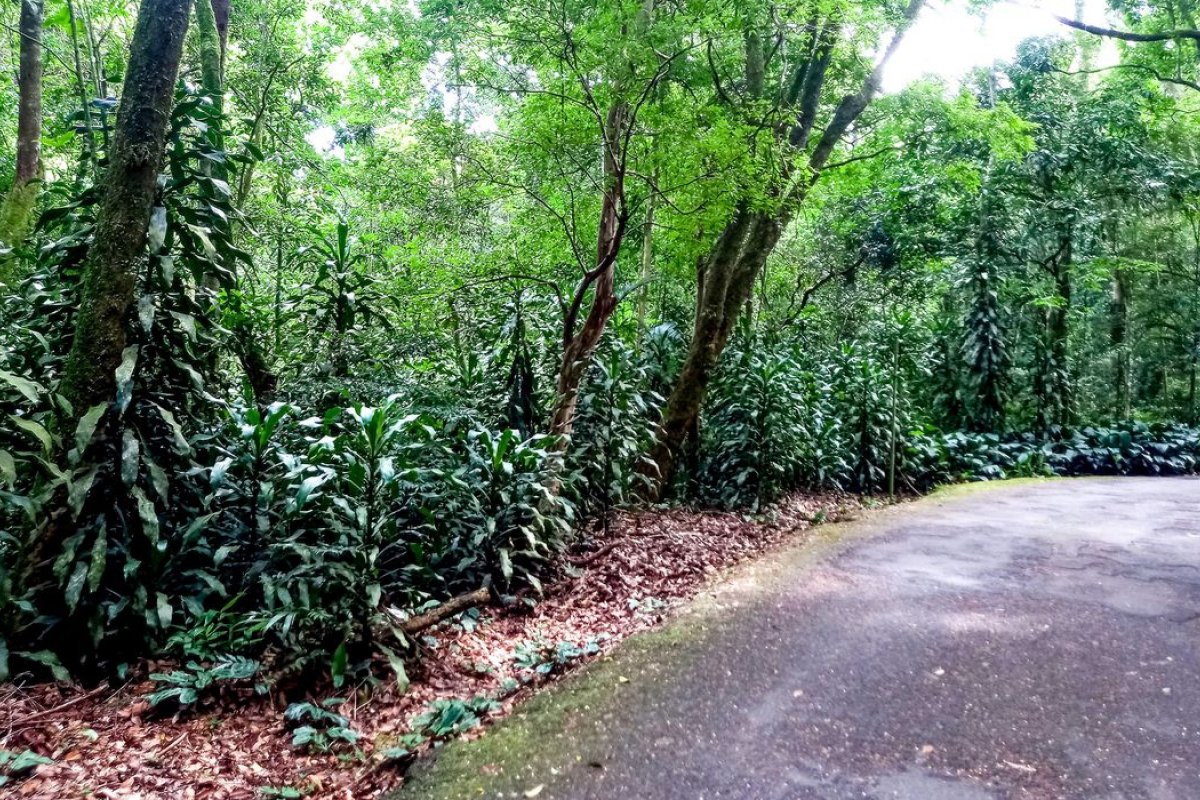 Mais de 200 espécies de plantas "invasoras" ameaçam a flora local brasileira