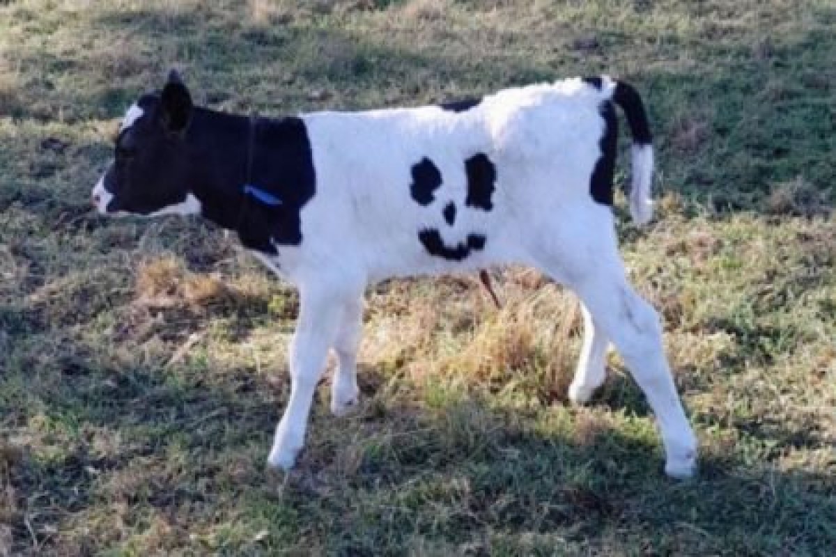 Bezerro nasce com manchas formando um rosto feliz na Austrália