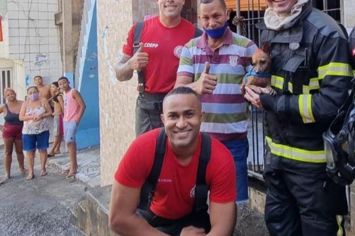 Filhote de gato e cachorro são resgatados de incêndio em Salvador