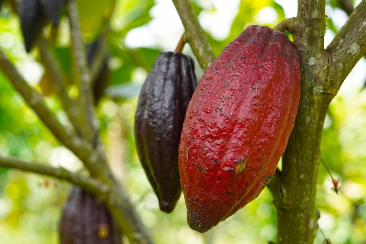 Cacau: a história, tradição e benefícios por trás do fruto amado mundialmente!