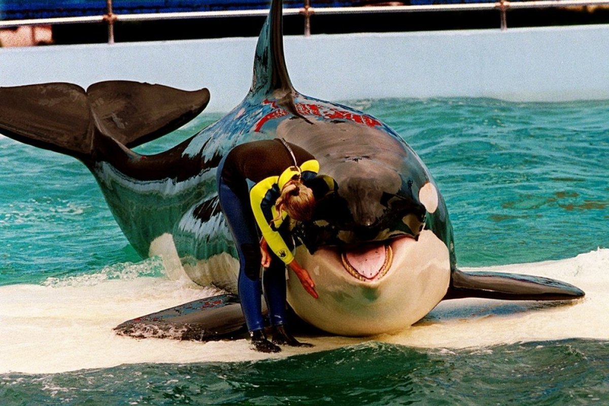 Orca Lolita será libertada nos EUA, após 52 anos em cativeiro
