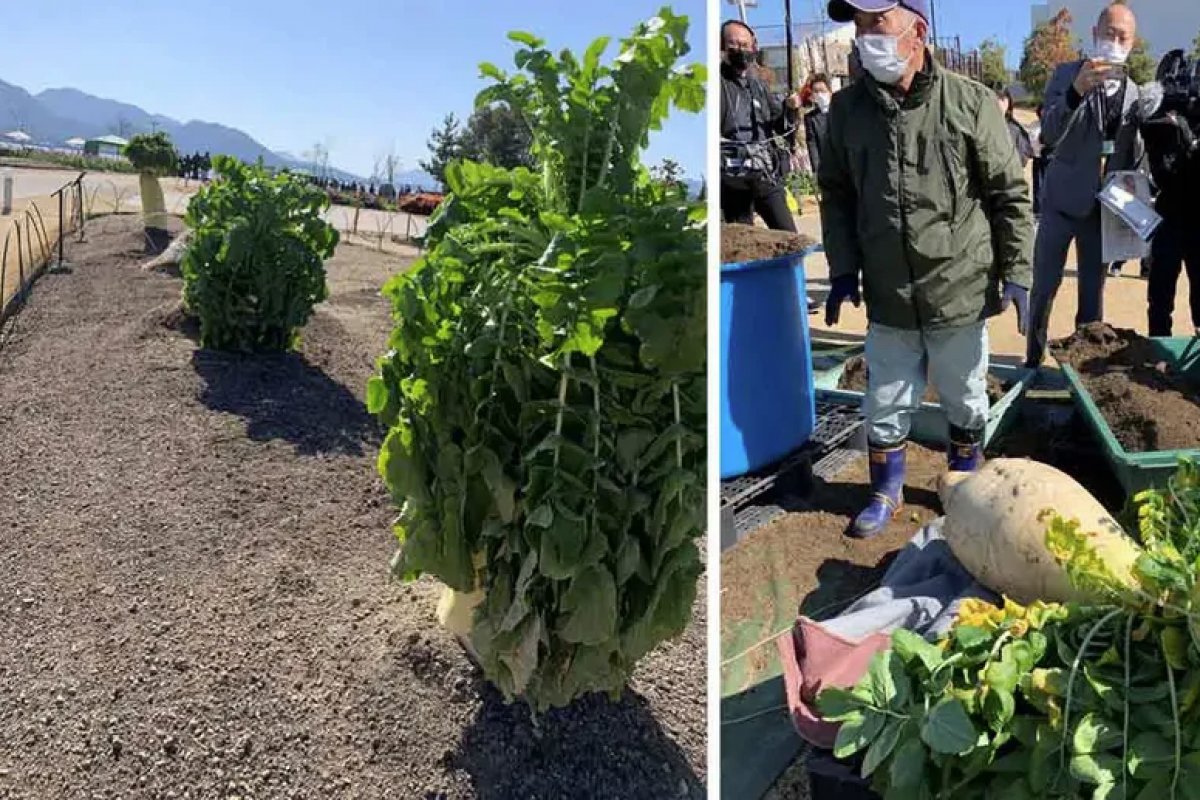 Um rabanete com 48,5 kg entra no livro Guiness World Records