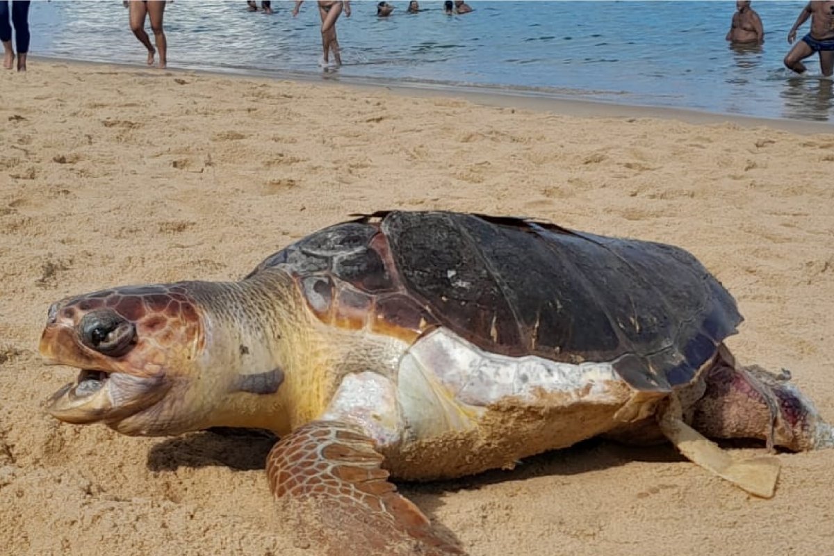 Salvador: tartaruga é encontrada morta na região do Porto da Barra, em Salvador