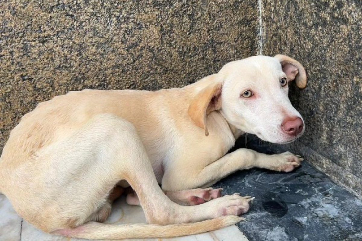 Cachorro com sinais de maus-tratos é abandonado na frente da Polícia Civil em Salvador