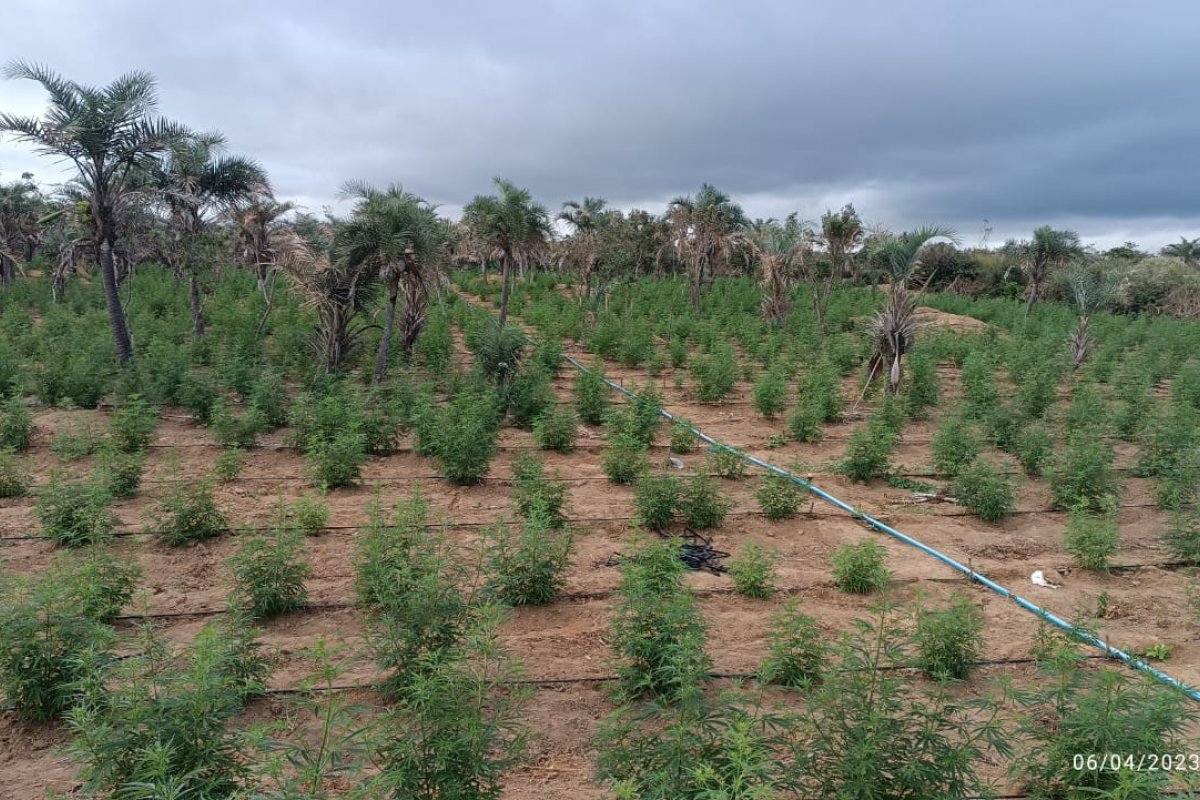 Polícia erradica plantação de maconha em 32 mil pés em Chapada Diamantina