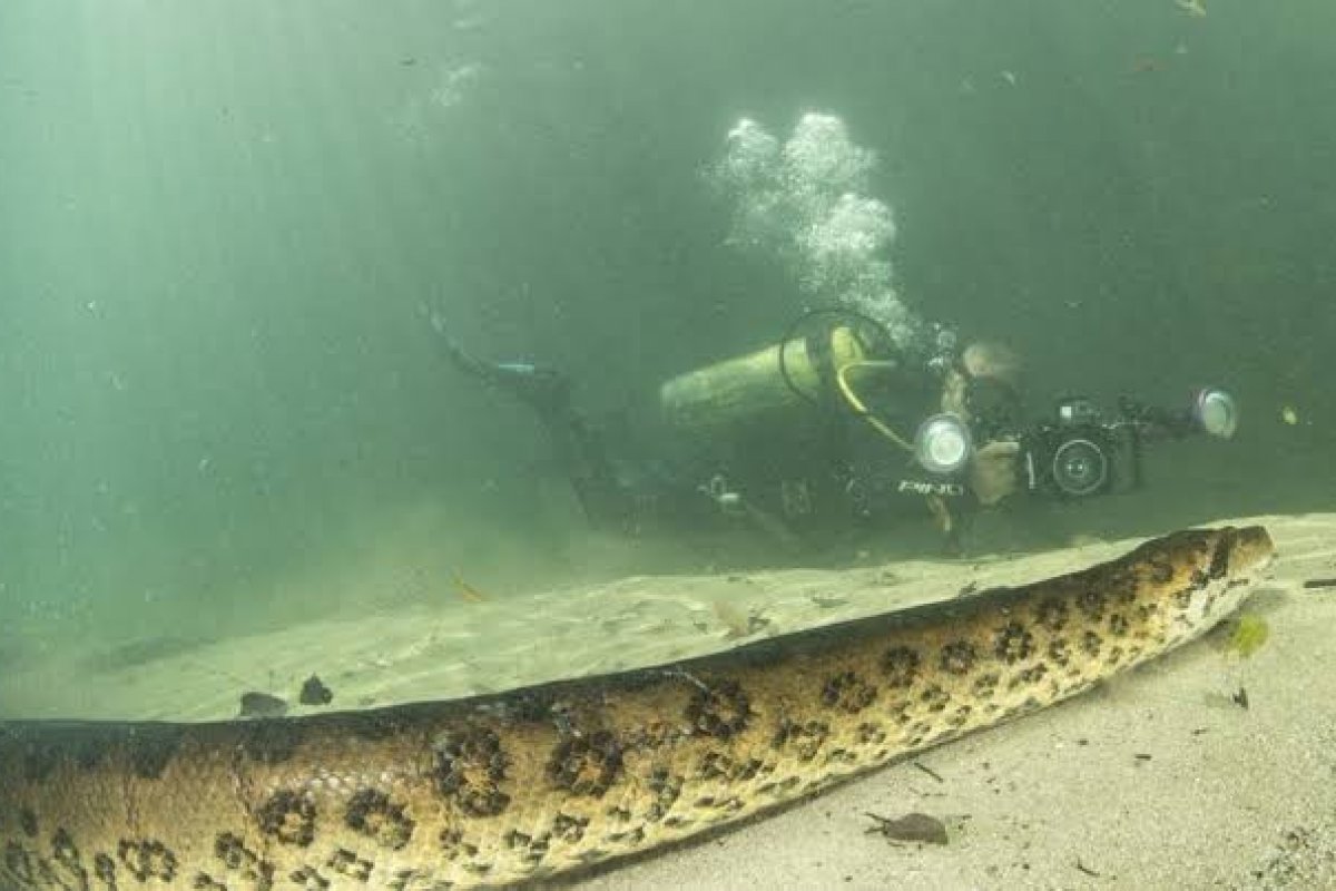 Casal filma sucuri de 7 metros em rio de águas cristalinas em Bonito