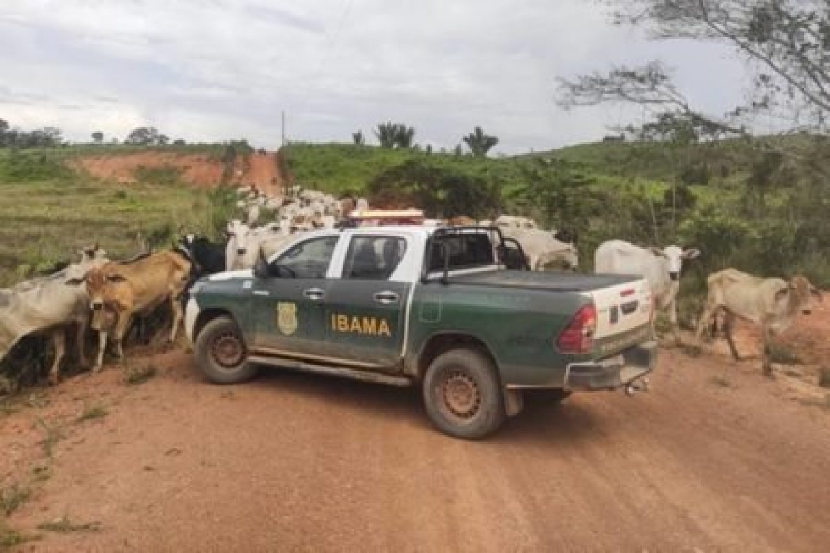 Cerca de 3 mil cabeças de gado são apreendidas pelo Ibama em áreas embargadas na Amazônia