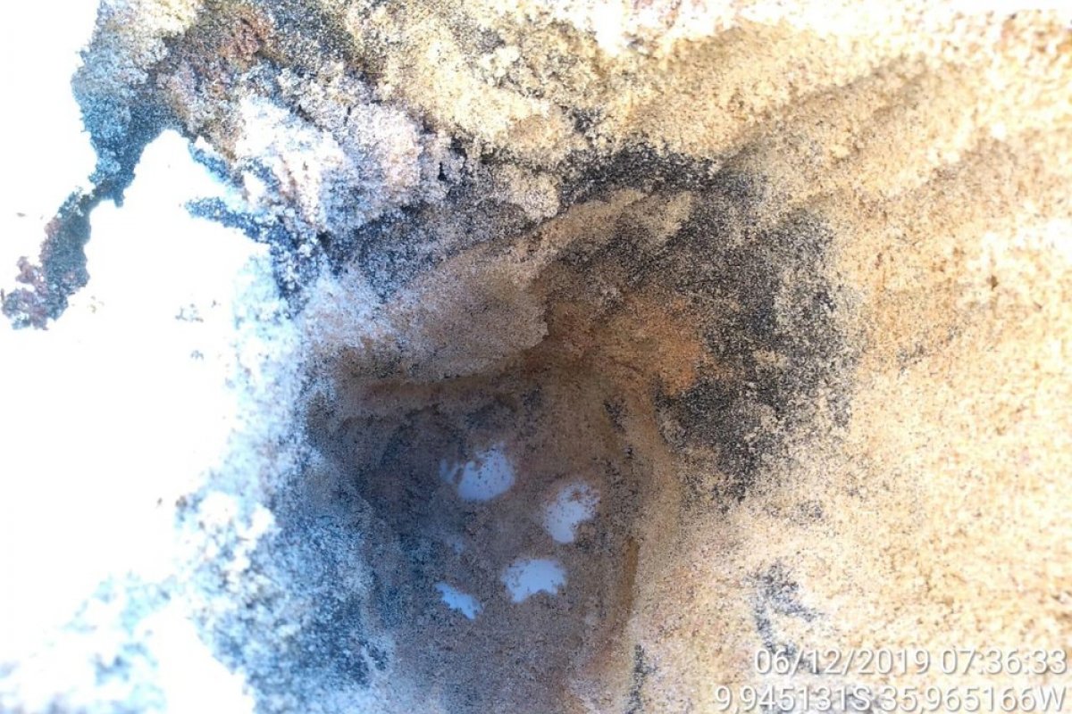 Ninho de tartaruga com manchas de óleo é encontrado em praia em Alagoas 