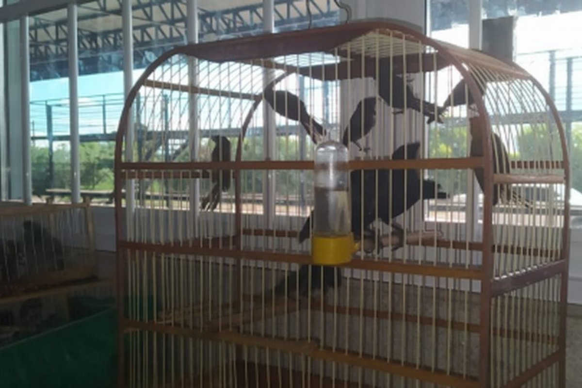 PRF resgata 24 aves silvestres em estrada de Vitória da Conquista