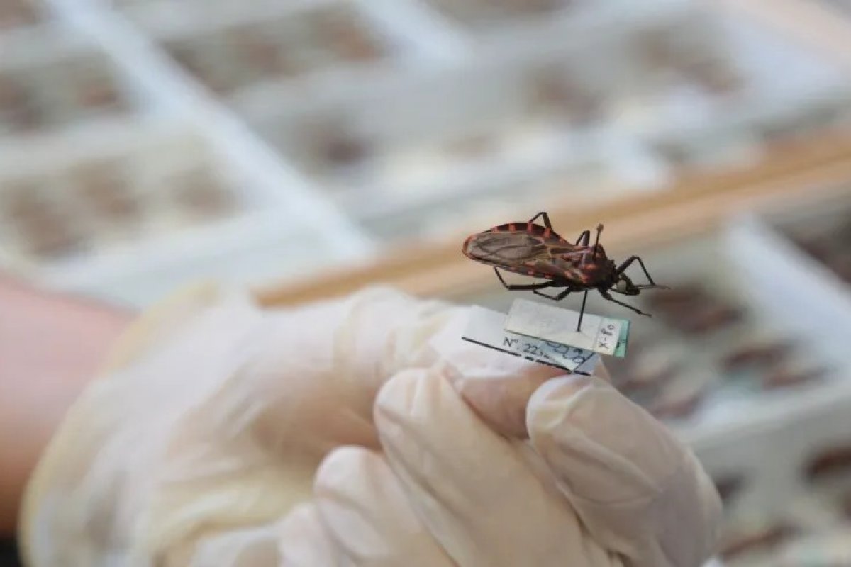 Doença de Chagas atinge mais de 1,2 milhão de brasileiros