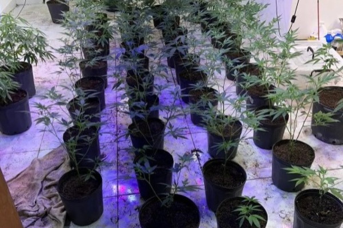 Mais de 300 pés de maconha são encontrados em estufa instalada em sítio na Bahia