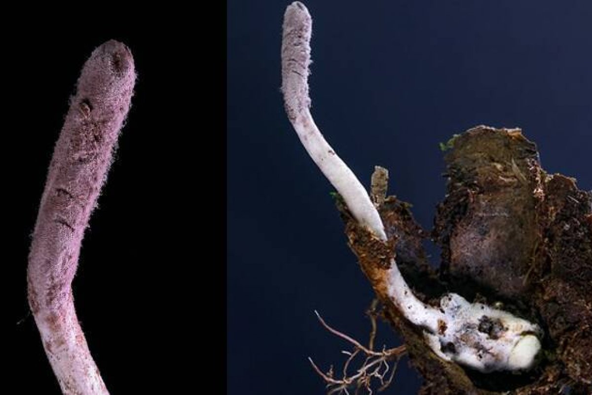 Pesquisadores brasileiros descobrem novo fungo na Mata Atlântica parecido com o de The Last of Us