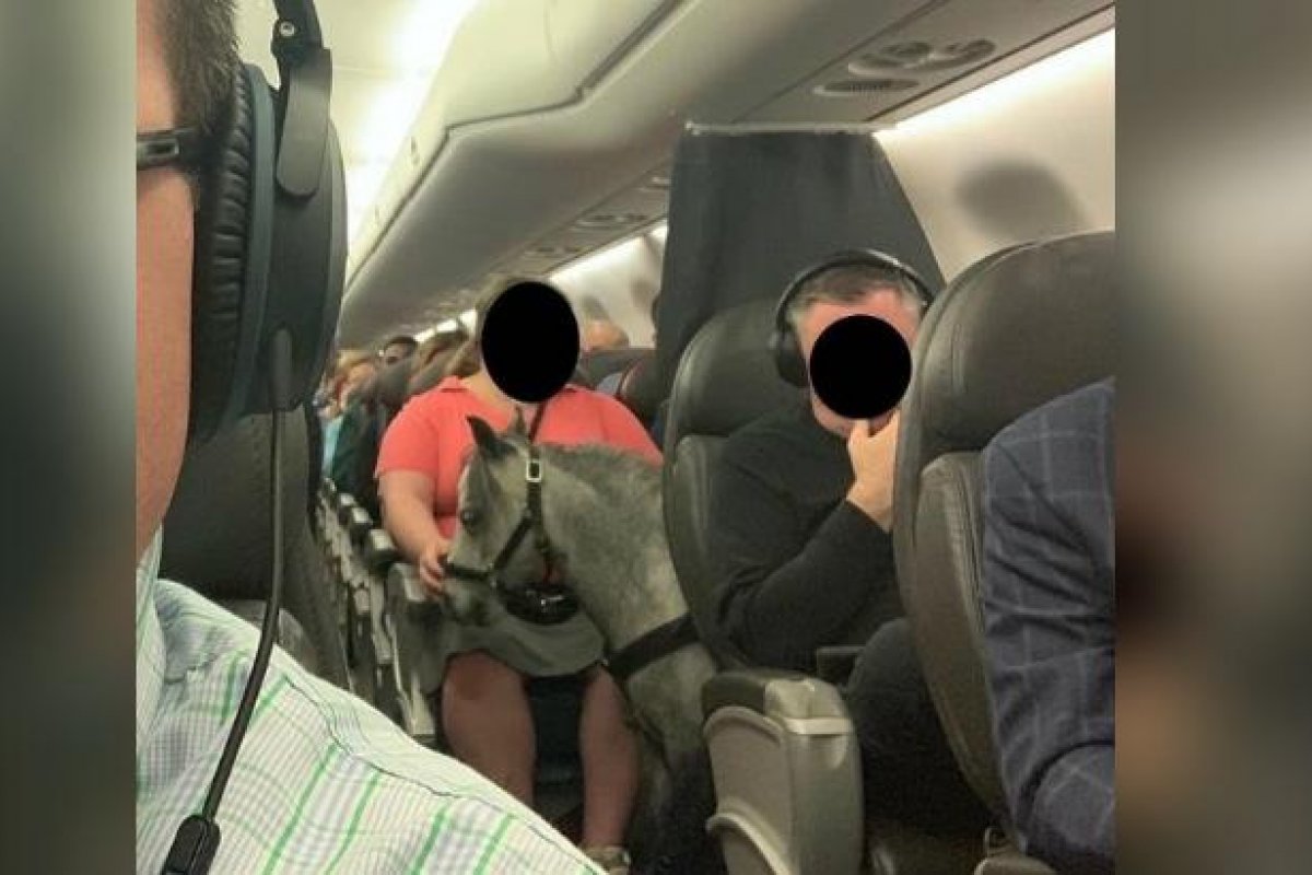 Cavalo de pequeno porte é flagrado durante voo comercial