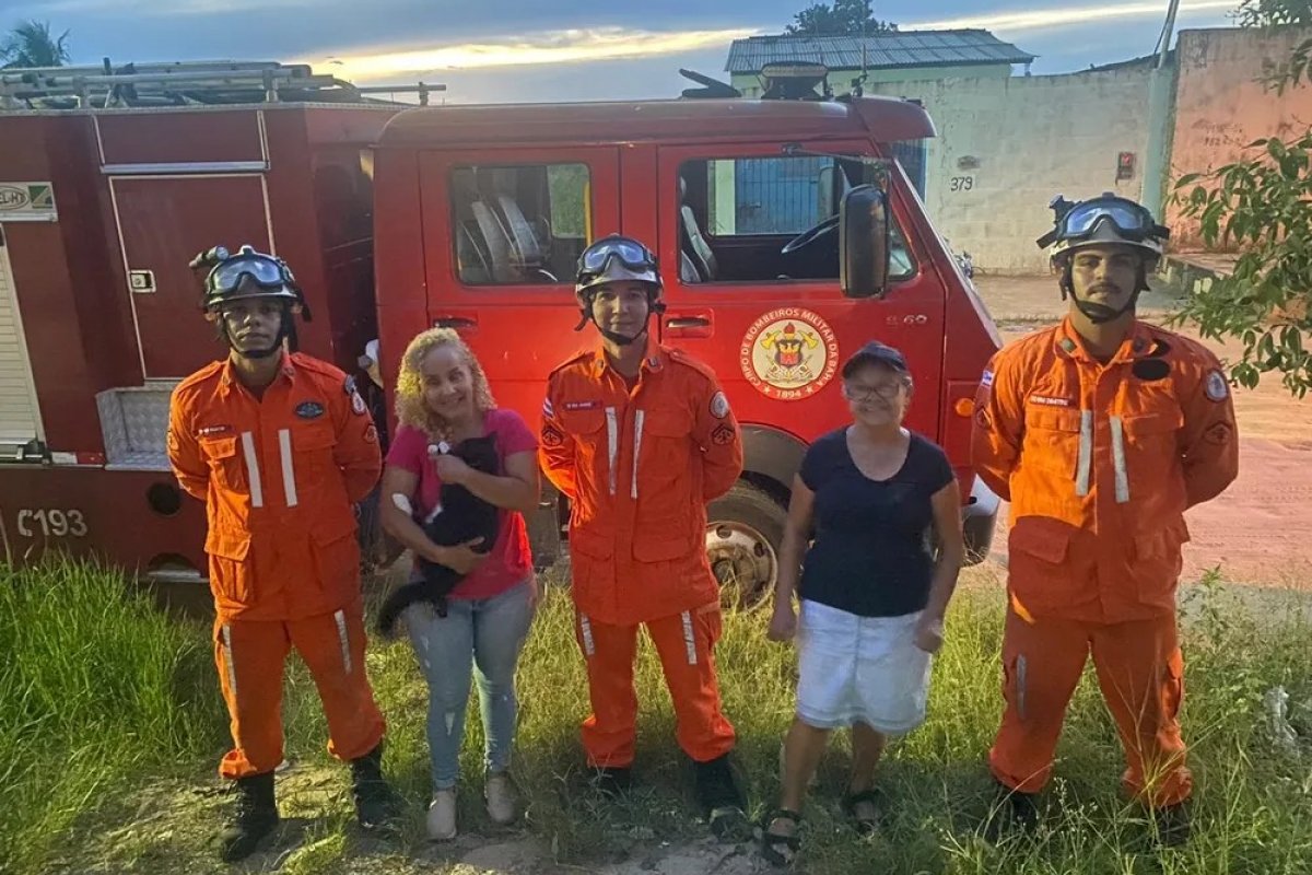 Gata prenhe fica presa entre duas paredes e é resgatada no extremo sul da Bahia