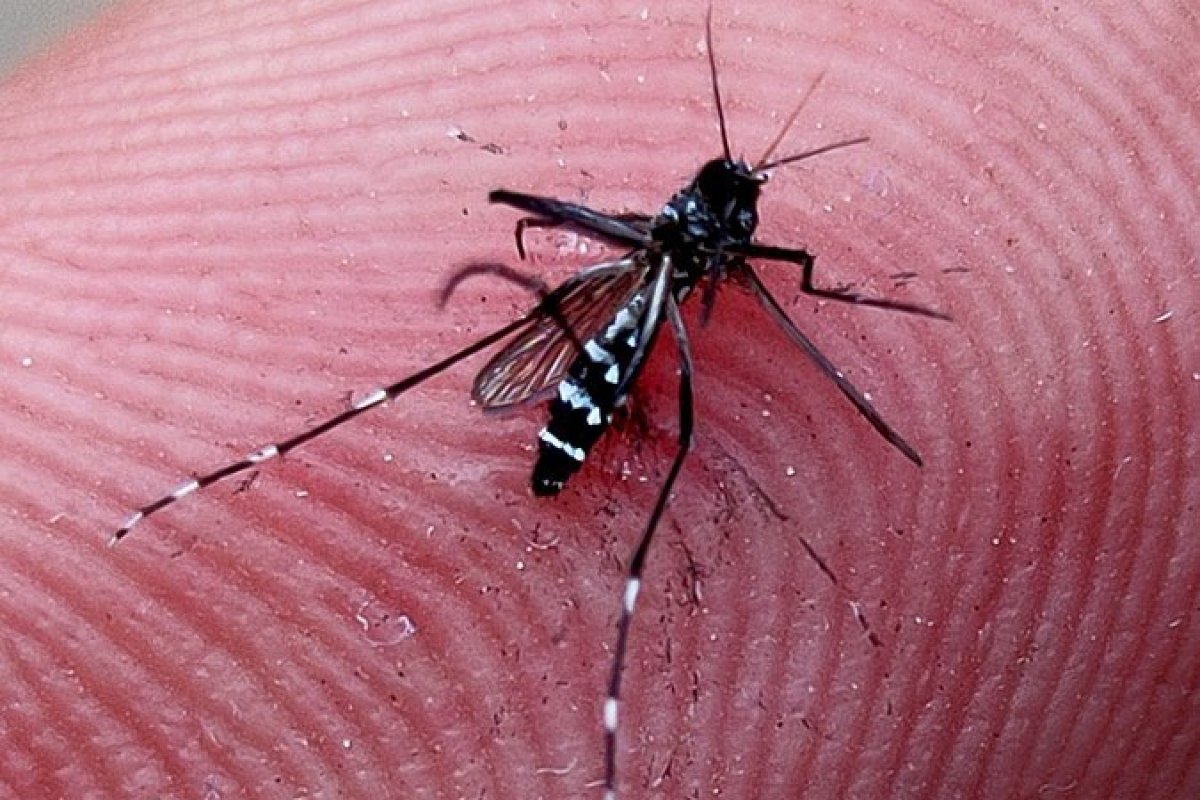 Moradores de Busca Vida são alertados contra as arboviroses e a raiva! 