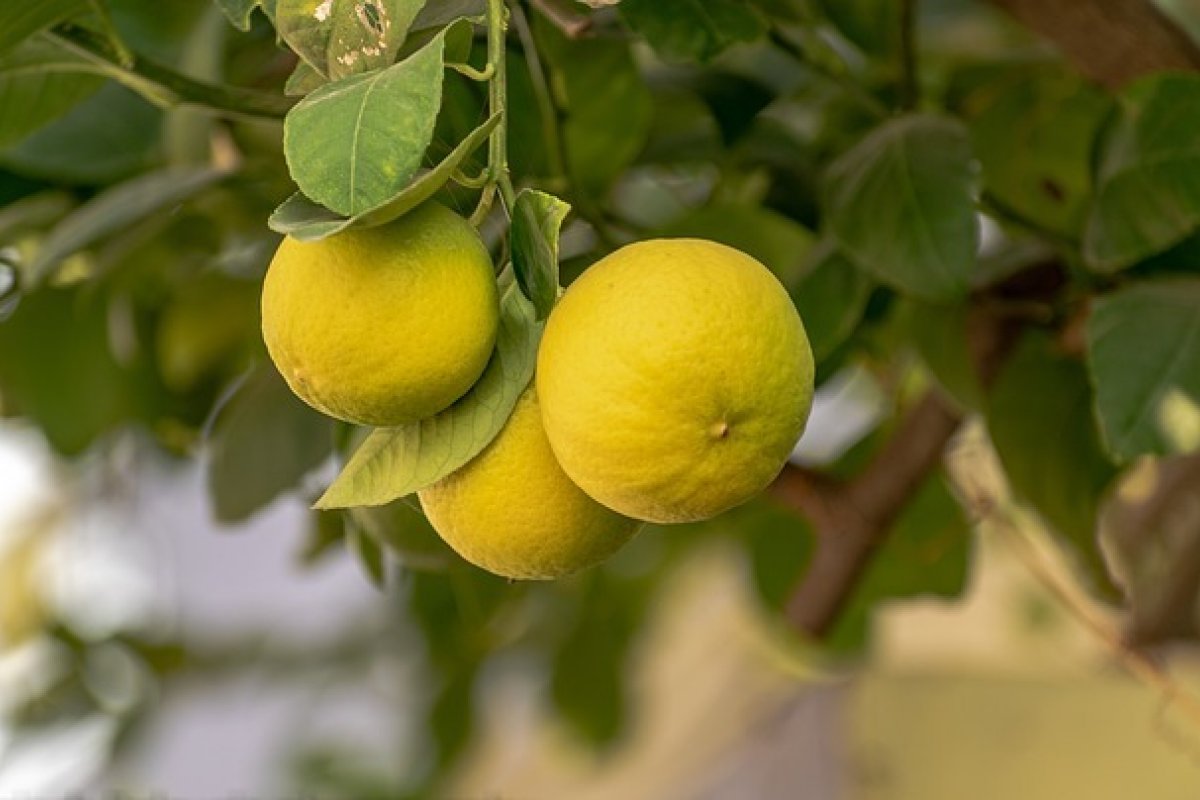 Greenpeace encontra pesticidas em limões exportados do Brasil para UE