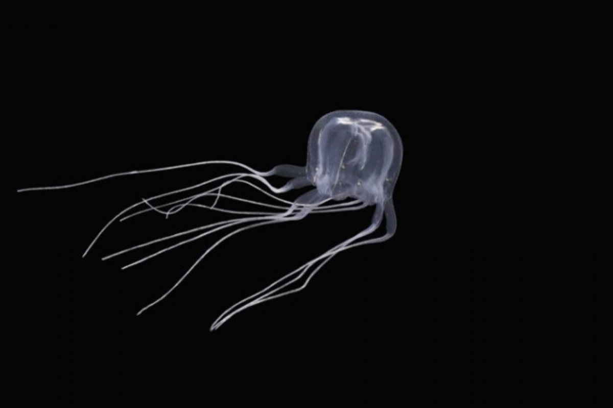 Nova espécie de água-viva que mata em poucos minutos é descoberta na China