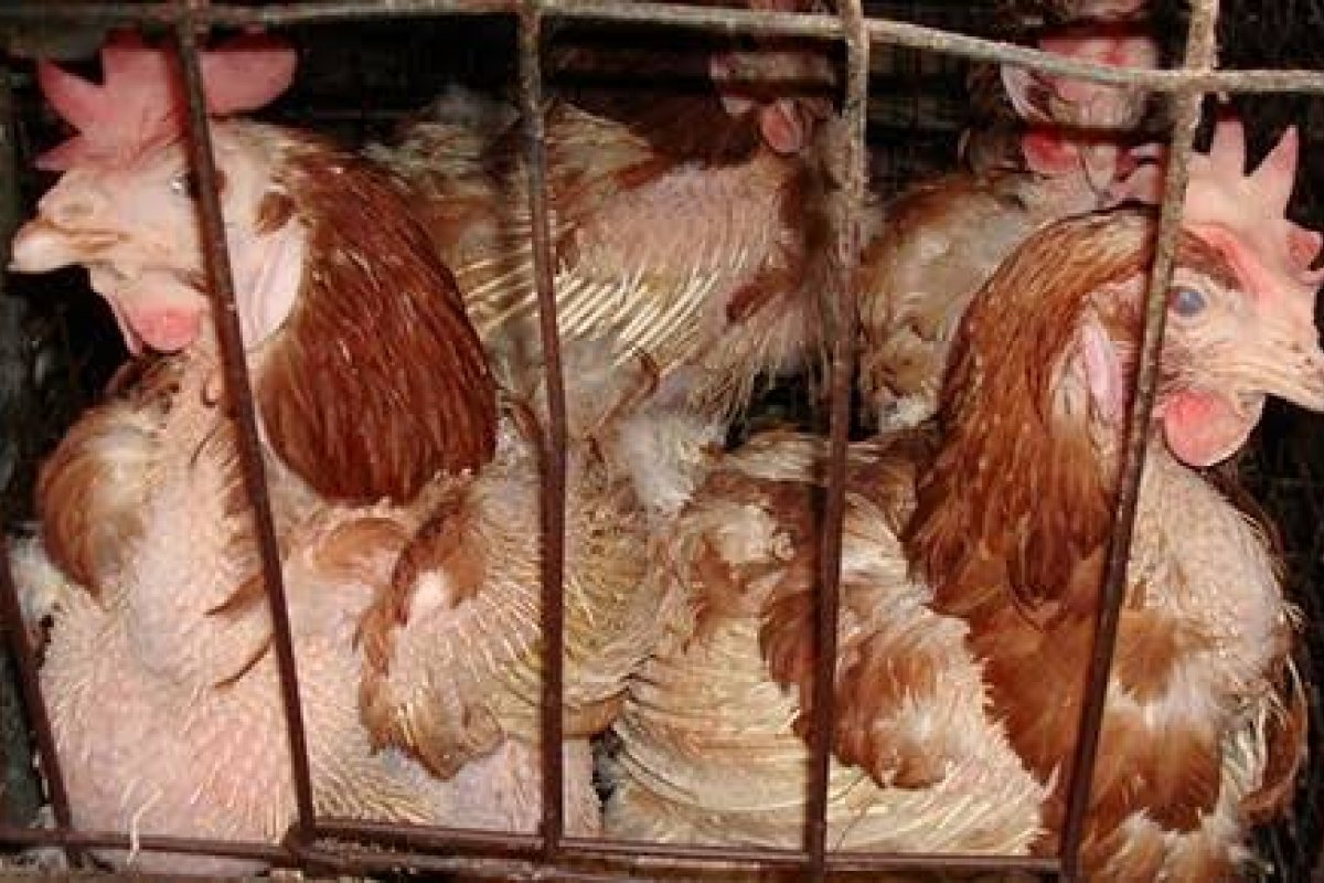 Accor é destaque no estudo "Compromisso em Ação" criado pela MFA para cases em política de bem-estar animal!