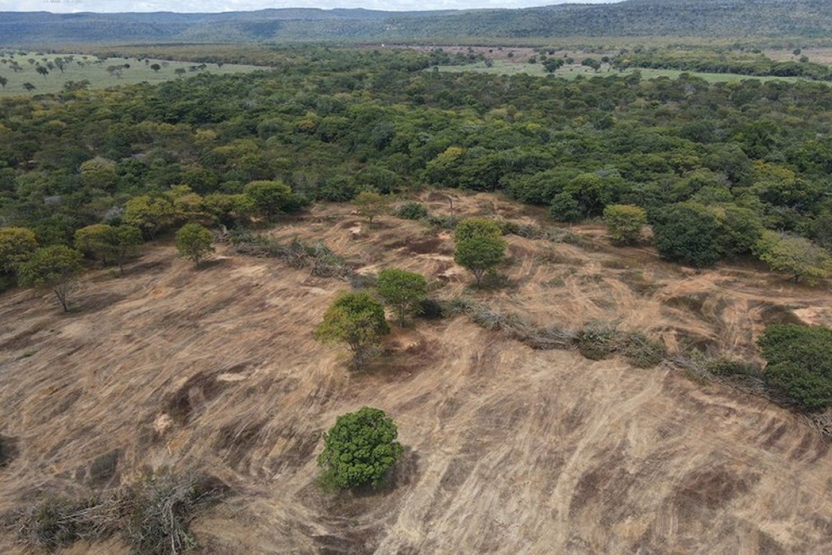 Ibama embarga 3.380 hectares de caatinga desmatados ilegalmente na Bahia