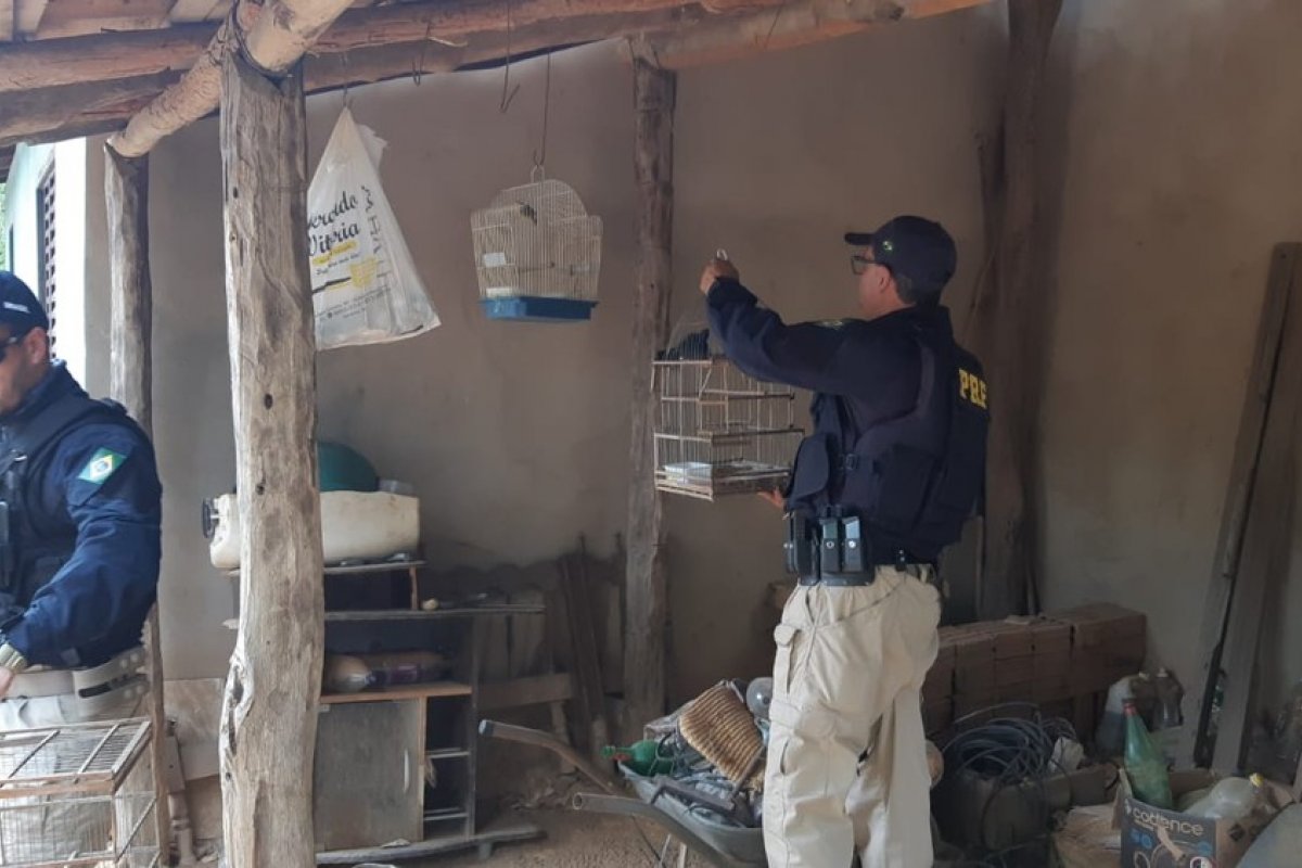 Na Bahia, mais de 300 animais silvestres são resgatados durante operação