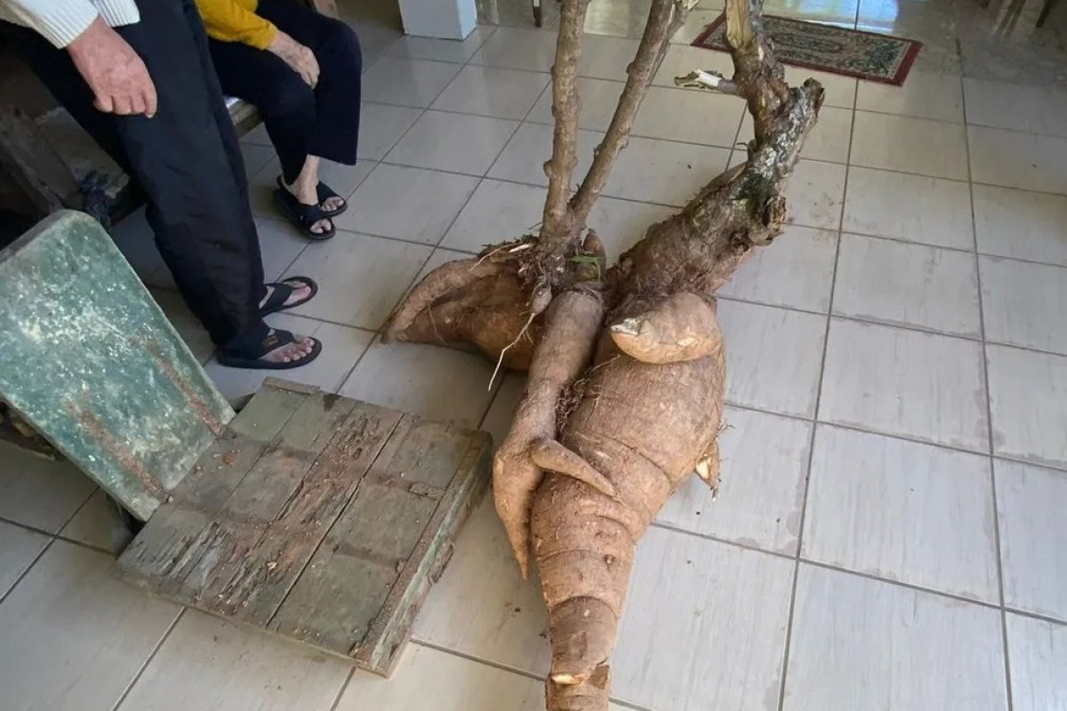 Produtor rural colhe pé de mandioca de 112 quilos em Santa Catarina
