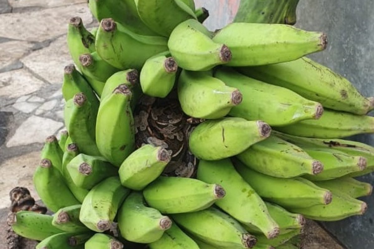 Jibóia de um metro é encontrada em um cacho de bananas, em bairro de Salvador