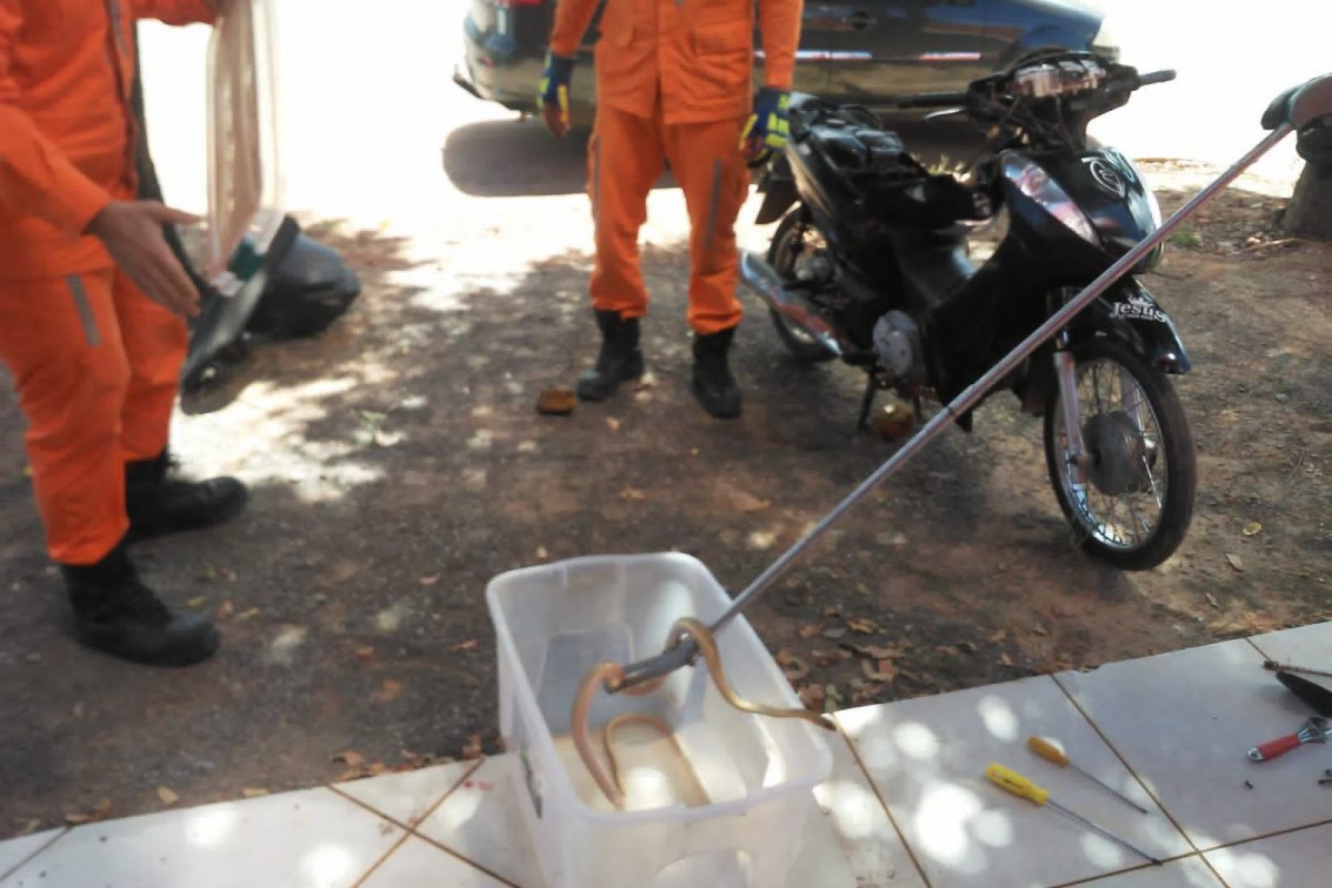 Cobra é retirada de moto em Luis Eduardo Magalhães