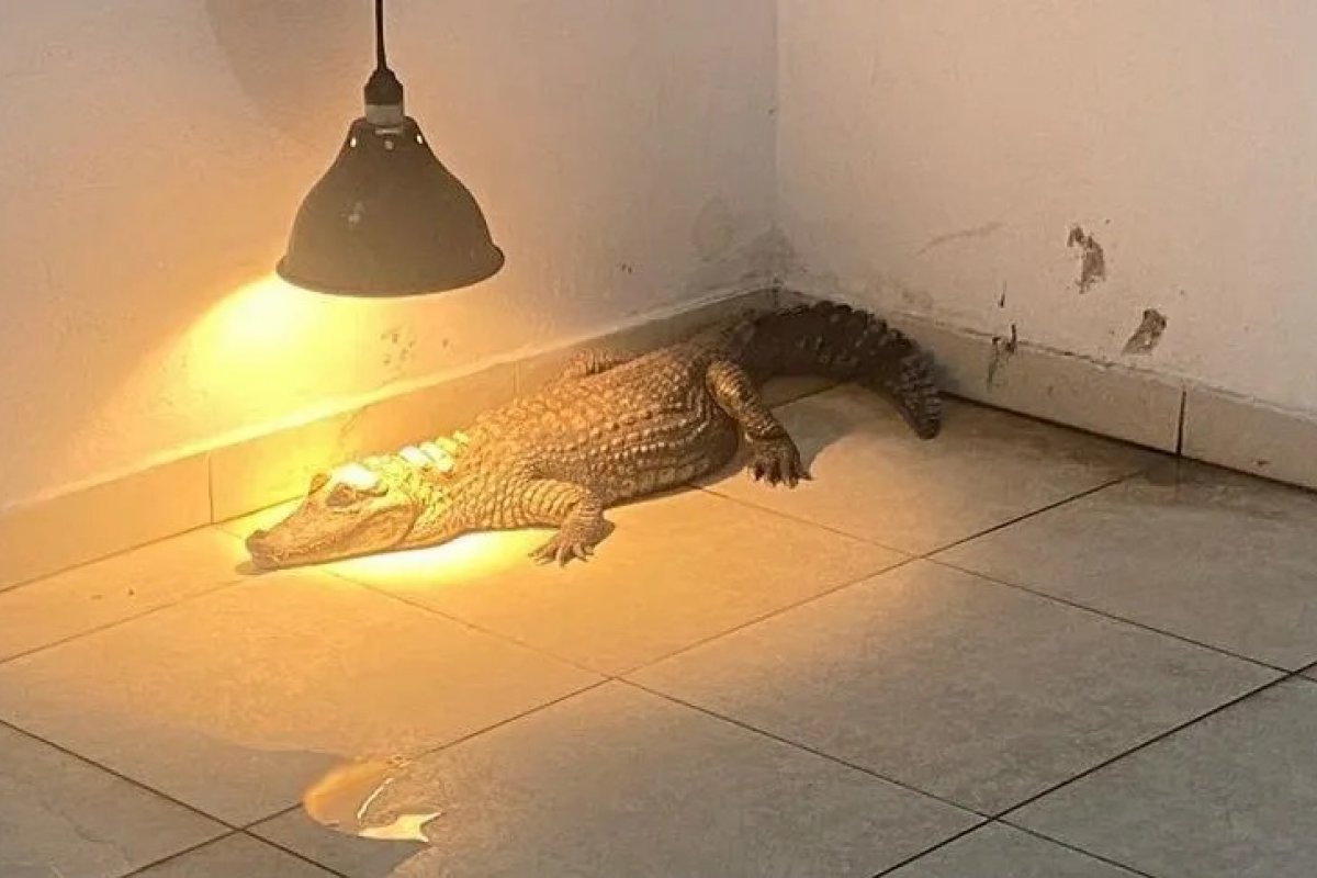 Polícia resgata jacaré e outros 85 animais silvestres mantidos em cativeiro